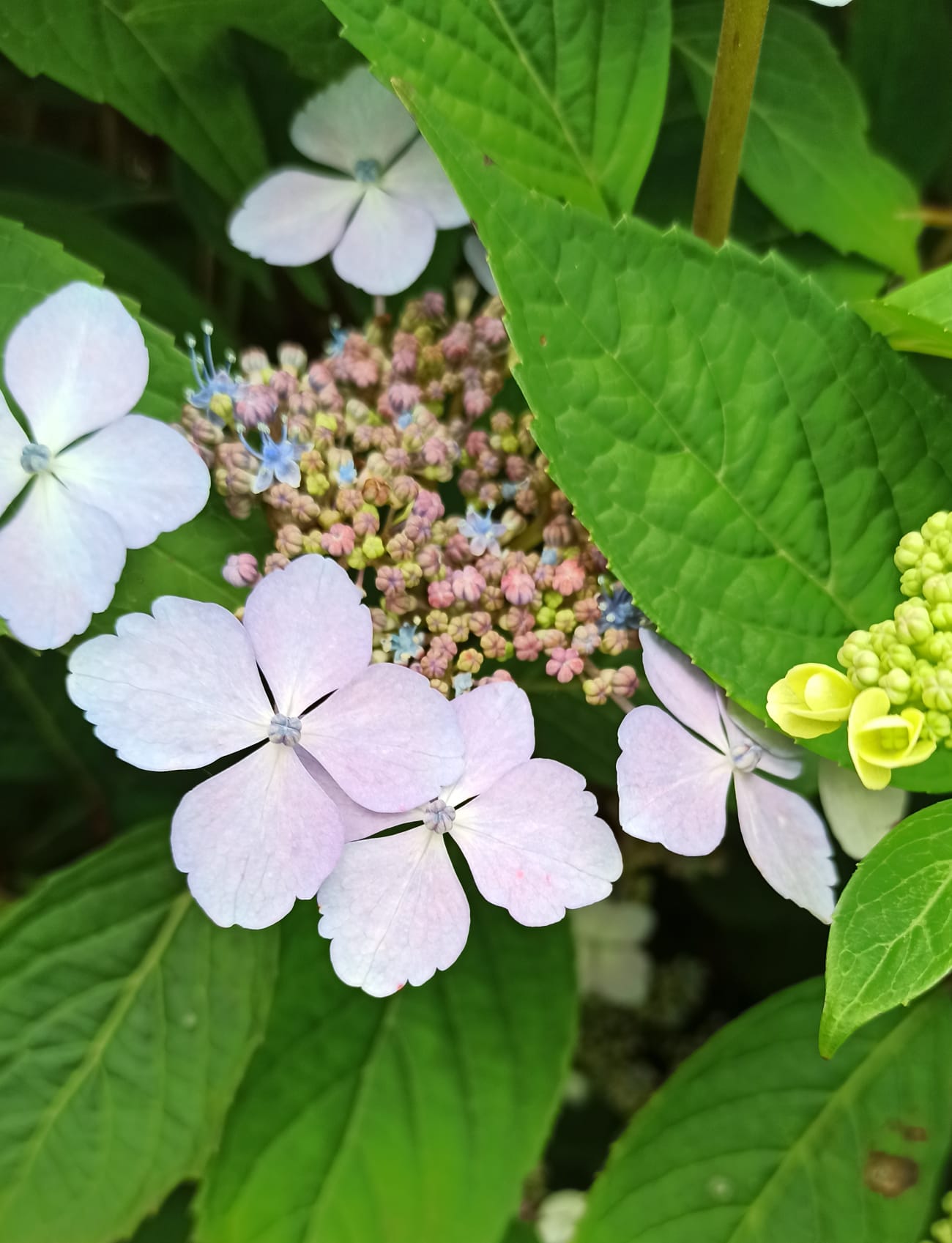 hort1 Hortensia