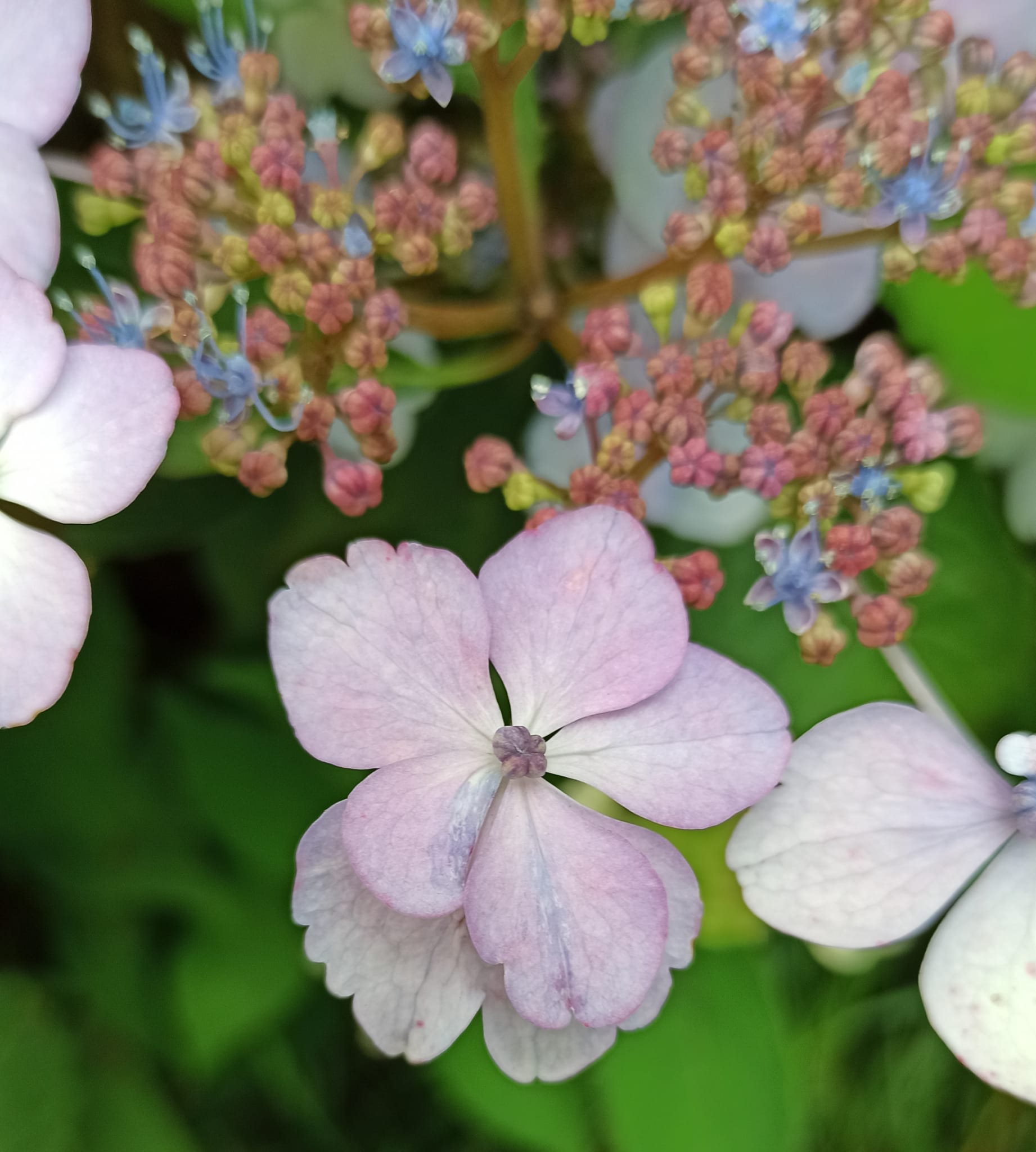 hort2 Hortensia