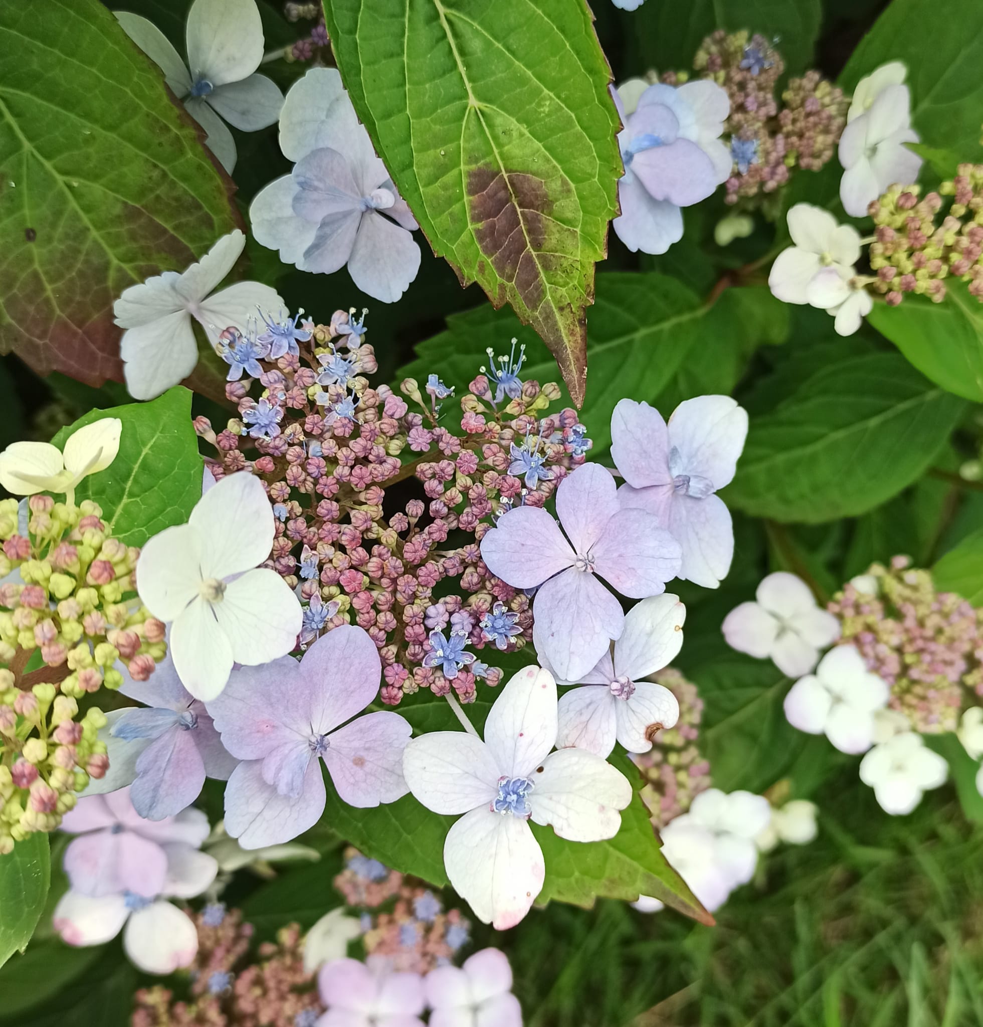 hort3 Hortensia