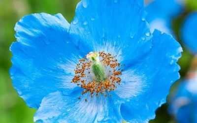 De blauwe klaproos