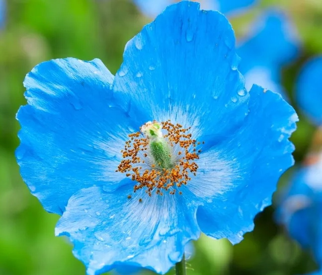 De blauwe klaproos